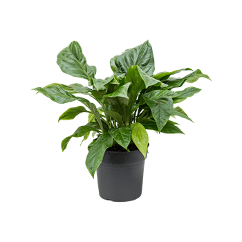 Anthurium elipticum 'Jungle Bush' 4ANJBBU32