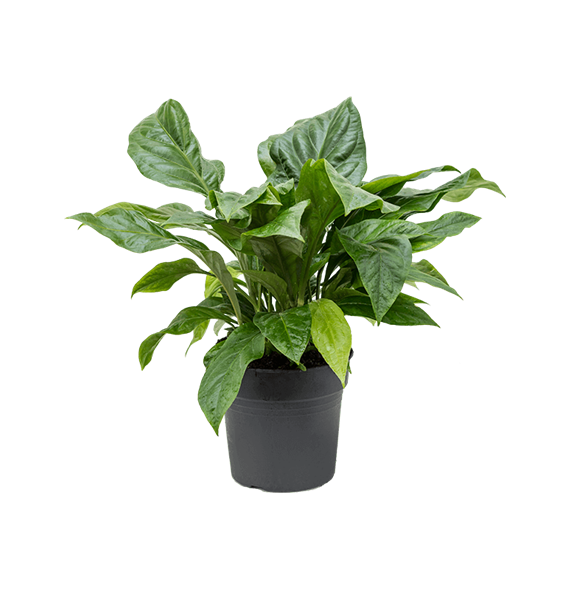 Anthurium elipticum 'Jungle Bush' 4ANJBBU32