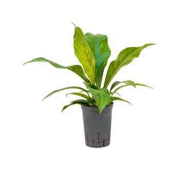Anthurium elipticum 'Jungle bush' 1ANJBBU15