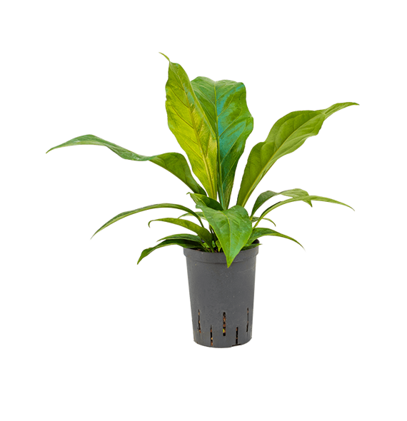 Anthurium elipticum 'Jungle bush' 1ANJBBU15