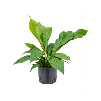 Anthurium elipticum 'Jungle bush' 1ANJBBU22