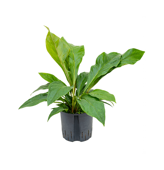 Anthurium elipticum 'Jungle bush' 1ANJBBU22