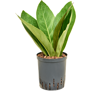 Anthurium elipticum 'Jungle' hybriden 1ANJUBU18