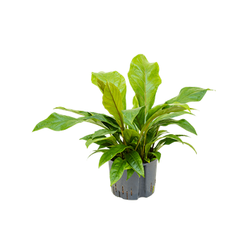 Anthurium ellipticum 'Jungle bush' 1ANJBBU25