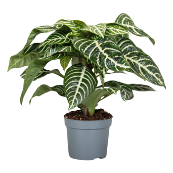 Aphelandra Green Botanica F00000334
