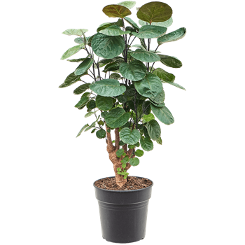 Aralia (Polyscias) 'Fabian' 4POFAVT33