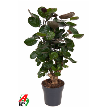Aralia (Polyscias) 'Fabian' F00002406