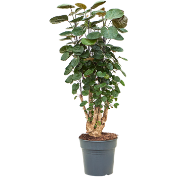 Aralia (Polyscias) 'Fabian' 4POFAVT31
