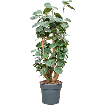 Aralia (Polyscias) 'Fabian' 4POFAVT29