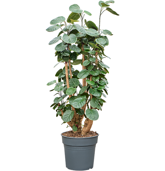 Aralia (Polyscias) 'Fabian' 4POFAVT29