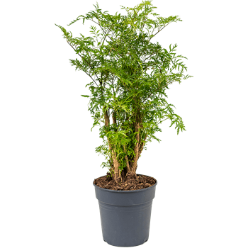 Aralia (Polyscias) 'Ming' 4POMIVT19