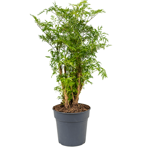 Aralia (Polyscias) 'Ming' 4POMIVT19