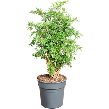 Aralia (Polyscias) 'Ming' 4POMIVT21