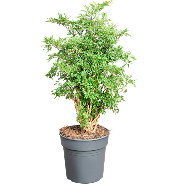 Aralia (Polyscias) 'Ming' 4POMIVT21
