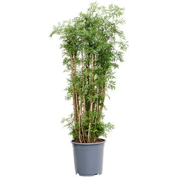 Aralia (Polyscias) 'Ming' 4POMIVT09