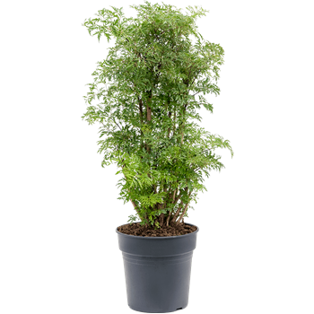 Aralia (Polyscias) 'Ming' 4POMIVT14