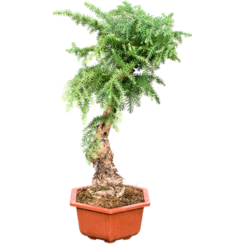 Araucaria cunninghamii 4ARCUSS85
