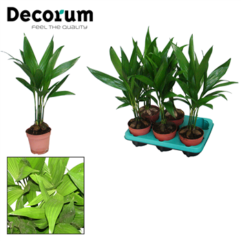Areca Catechu F00000579