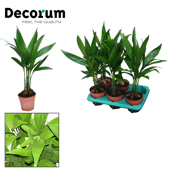 Areca Catechu F00000579