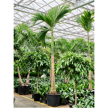 Areca catechu (400/450) 4ARCARS23