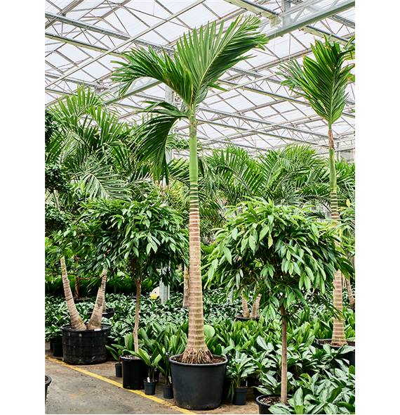 Areca catechu (400/450) 4ARCARS23