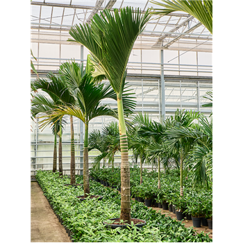 Areca catechu dwarf 4ARCARS46