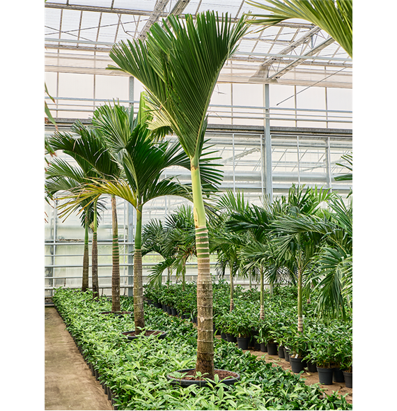 Areca catechu dwarf 4ARCARS46