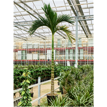 Areca catechu dwarf 4ARCARS48