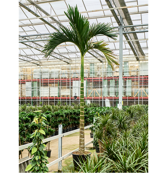 Areca catechu dwarf 4ARCARS48