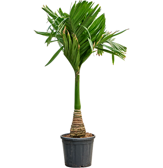Areca catechu dwarf (150-170) 4ARCARS27