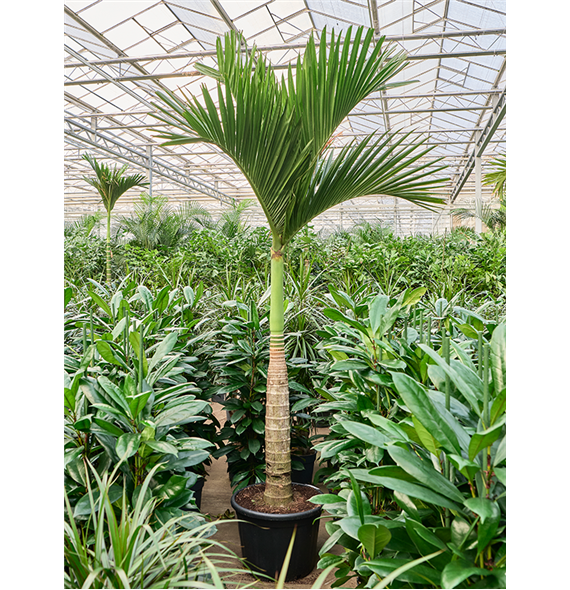 Areca catechu dwarf (320-350cm) 4ARCARS44