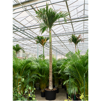 Areca catechu dwarf (450-525) 4ARCARS50