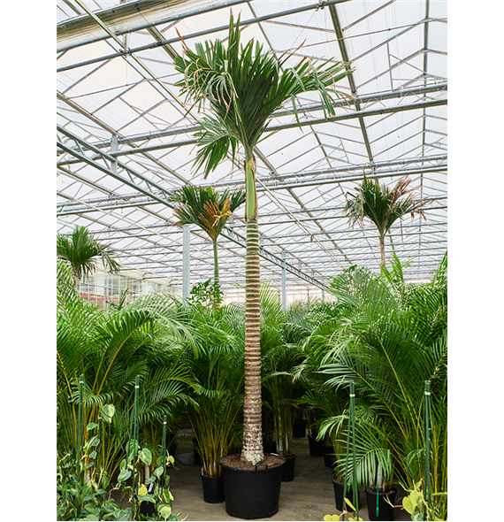 Areca catechu dwarf (450-525) 4ARCARS50