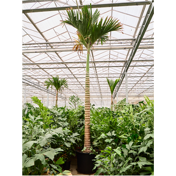 Areca catechu dwarf (550-580) 4ARCARS52