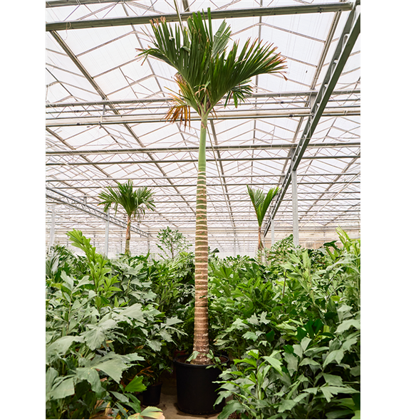 Areca catechu dwarf (550-580) 4ARCARS52