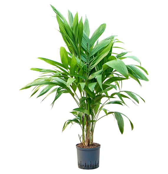 Areca triandra 1ARTRTU24