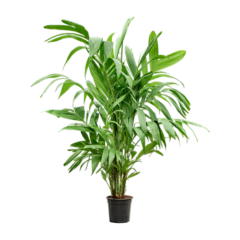 Areca triandra 4ARTRTU24