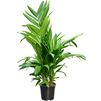 Areca triandra 4ARTRTU21