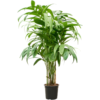 Areca triandra 4ARTRTU26