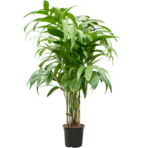 Areca triandra 4ARTRTU26