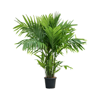 Areca triandra 4ARTRTU40