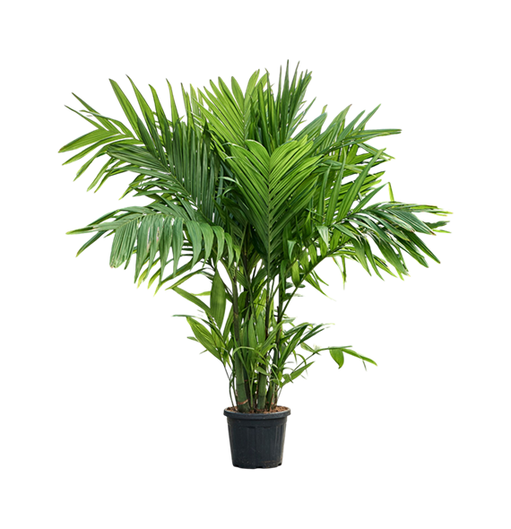 Areca triandra 4ARTRTU40