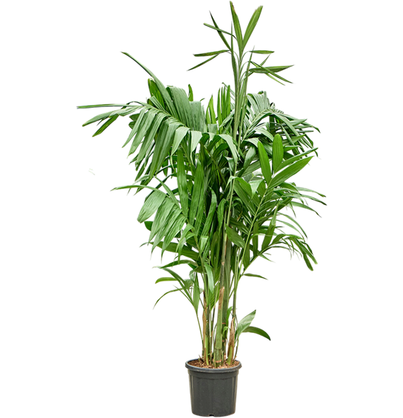 Areca triandra 4ARTRTU42