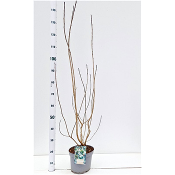 Aronia melanocarpa F00005664