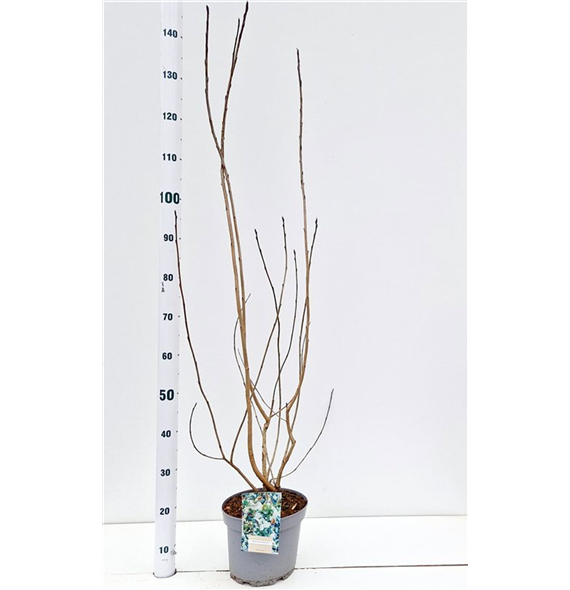 Aronia melanocarpa F00005664