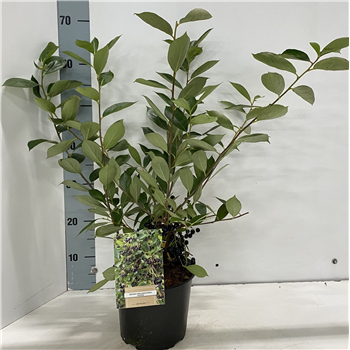 Aronia melanocarpa 'Hugin' F00005751