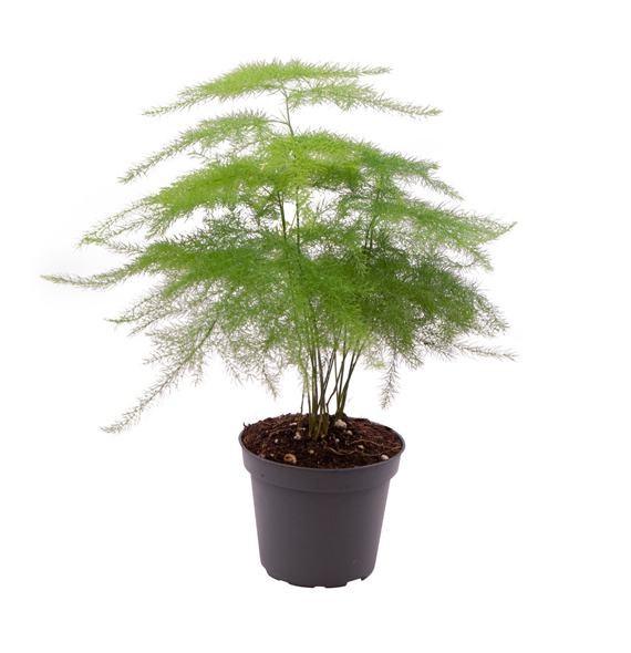 Asparagus Plumosus F00000889