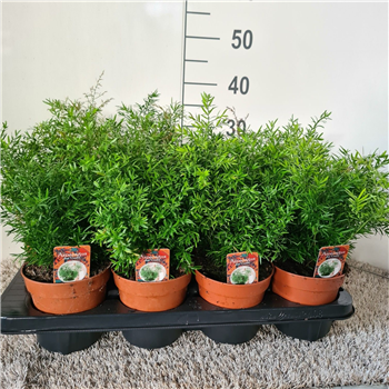 Asparagus densiflorus 'Cwebe' F00005275