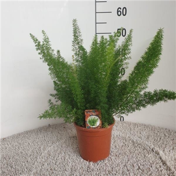 Asparagus densiflorus 'Myers' F00005287
