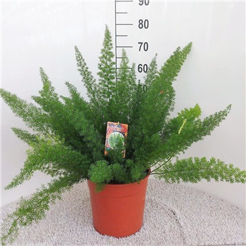 Asparagus densiflorus 'Myers' F00005288